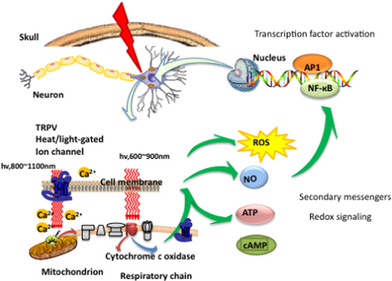 κράνος Photobiomodulation νευρικών συστημάτων 810nm Pbm για τη θεραπεία εγκεφάλου